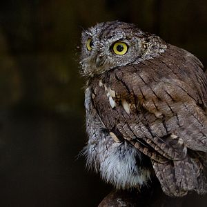 Western screech-owl : Cotswold Falconry Centre : 03 Sep 2021