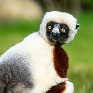Coquerel's Sifaka