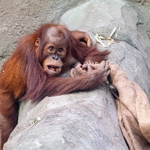 Sumatran Orangutan - Arga