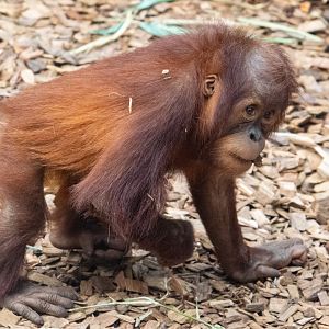 Sumatran Orangutan - Arga