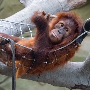 Sumatran Orangutan - Kesuma