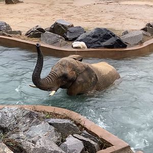 Anna the Elephant Swimming in Rain