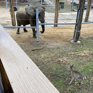 Elephant vs. Deer