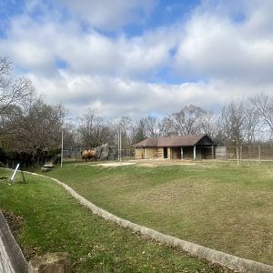 Bactrian Camel Exhibit
