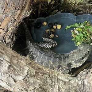 Australian Water Dragon