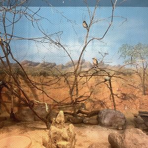 Kookaburra and Echidna Outback Exhibit