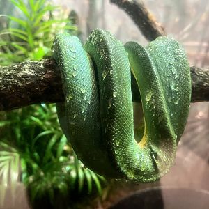 Green Tree Python