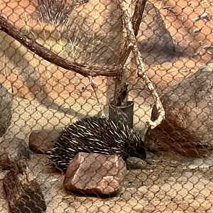 Short-beaked Echidna