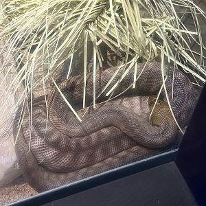 Woma Python