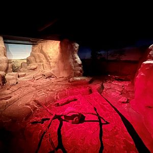 Southern-Hairy Nosed Wombat Exhibit
