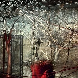 Rodriguez Fruit Bat Exhibit