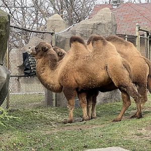 Bactrian Camels