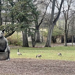 Zoo Art and Canada Geese