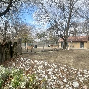 Pzewalski’s Horse Exhibit