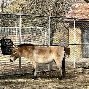 Pzewalski’s Horse
