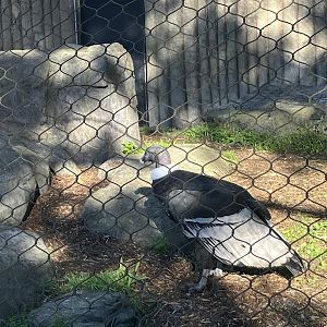 Andean Condor