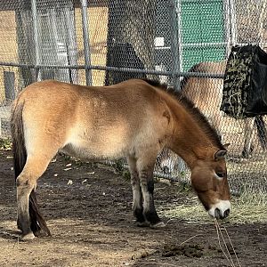 Pzewalski’s Horse