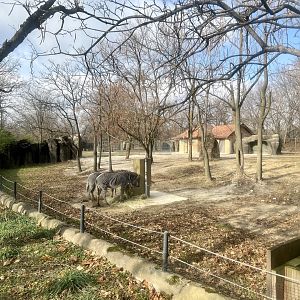 Grevy’s Zebra Exhibit