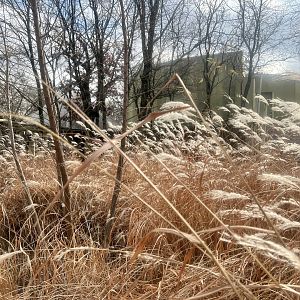 Grasses in front of Giraffe Exhibit