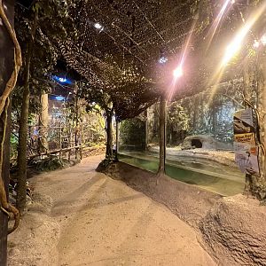 Central African Forest Building