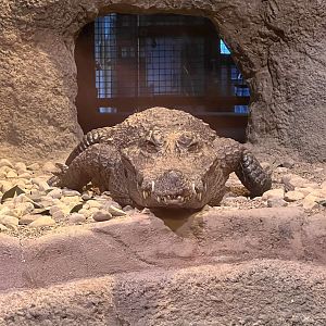 West African Crocodile