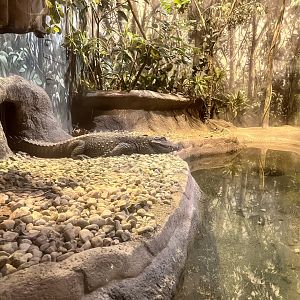 African Dwarf Crocodile