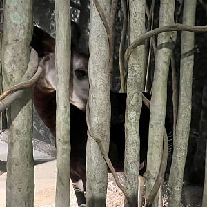 Okapi Exhibit