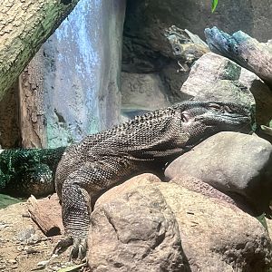 White-throated Monitor
