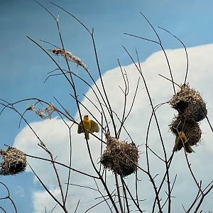 Taveta Golden Weavers