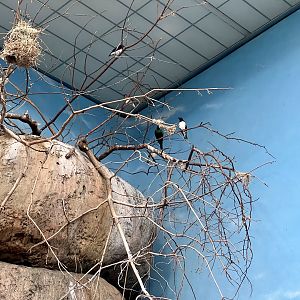 Violet-backed Starling