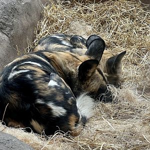 African Wild Dogs from indoor viewing.