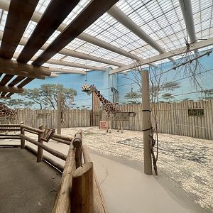 Giraffe Indoor Viewing