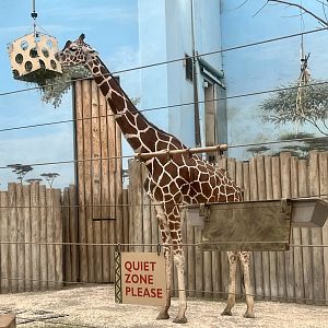 Giraffe