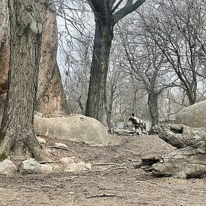 African Wild Dog Exhibit
