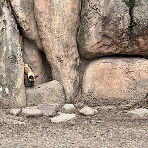 African Wild Dog Exhibit