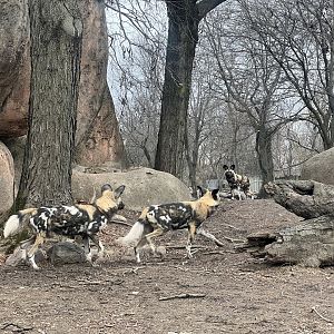 African Wild Dogs