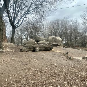 African Wild Dog Exhibit