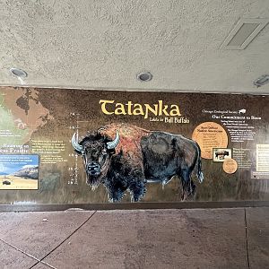 Bison Information Sign