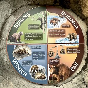 Yearly Life Cycle of the Brown Bear