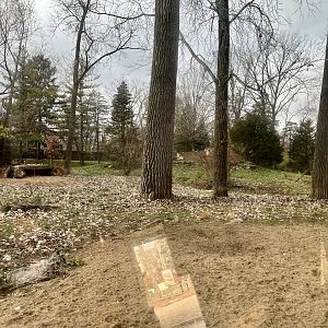 Mexican Gray Wolf Exhibit