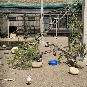 Heinolan lintuhoitola, enclosure for waterfowl