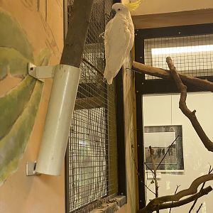 Heinolan lintuhoitola