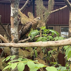 Heinolan lintuhoitola