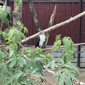 Heinolan lintuhoitola