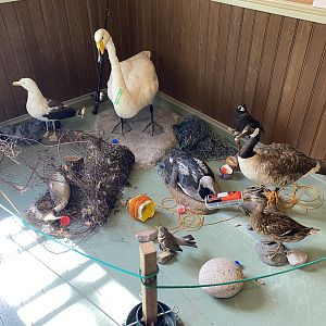 Heinolan lintuhoitola, exhibition room with stuffed animals