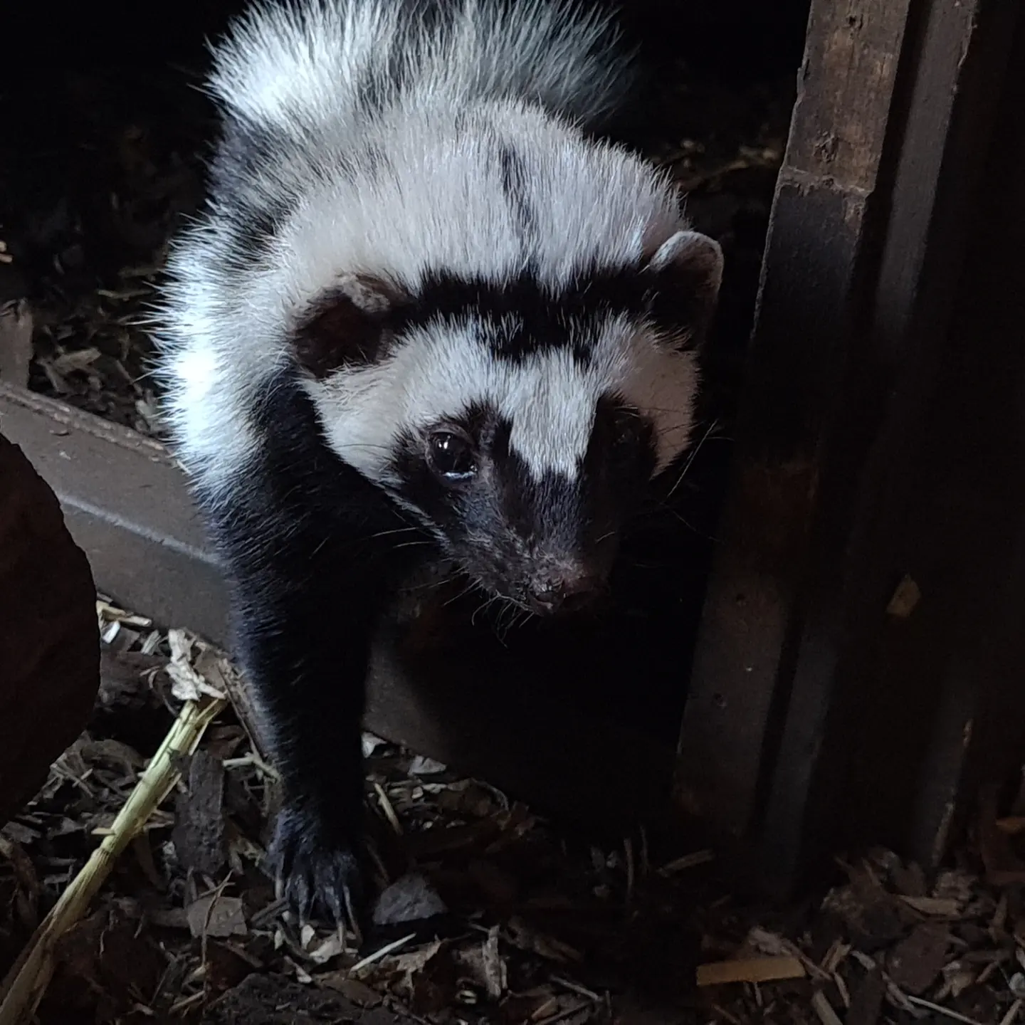 Zorilla, Cedars Nature Centre