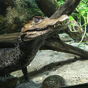 Särkänniemi aquarium