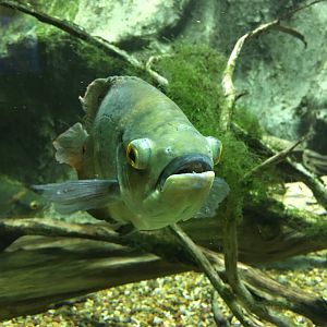 Särkänniemi aquarium