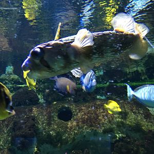 Särkänniemi aquarium