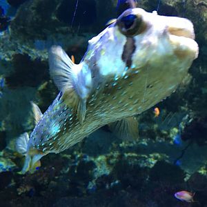 Särkänniemi aquarium